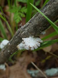 Schizophyllum commune image