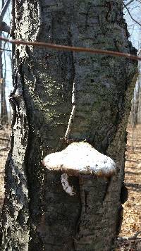 Piptoporus betulinus image