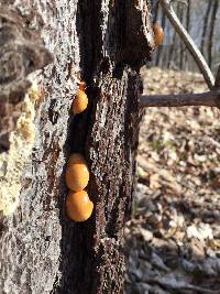 Cryptoporus volvatus image
