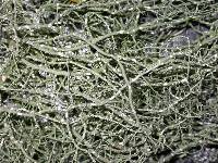 Usnea ceratina image