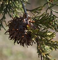 Gymnosporangium juniperi-virginianae image