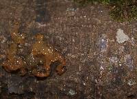Tremella mesenterica image