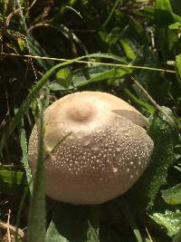 Leucoagaricus leucothites image