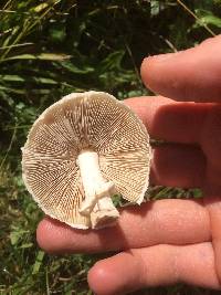 Leucoagaricus leucothites image