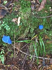 Entoloma hochstetteri image