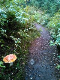 Amanita muscaria image