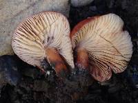 Lactarius rufulus image