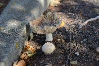 Amanita muscaria image