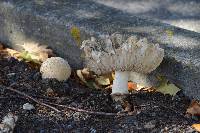 Amanita muscaria image