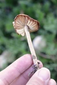 Marasmius oreades image