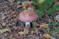 Amanita muscaria image