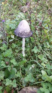 Coprinus comatus image