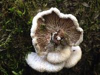 Schizophyllum commune image