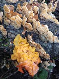 Tremella aurantia image