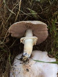 Agaricus xanthodermus image