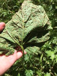 Puccinia malvacearum image