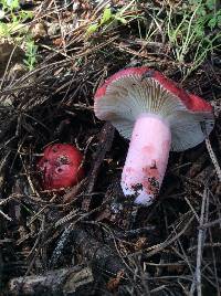 Russula sanguinaria image