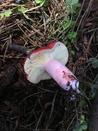 Russula sanguinaria image