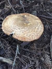 Agaricus augustus image