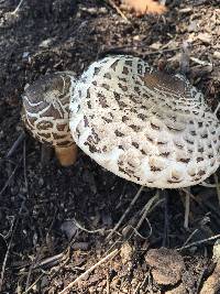 Chlorophyllum brunneum image