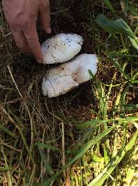 Agaricus xanthodermus image