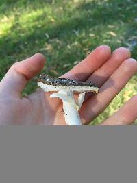 Amanita nothofagi image