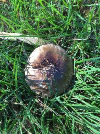 Amanita nothofagi image
