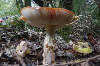 Amanita muscaria image