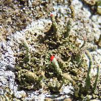 Cladonia macilenta image