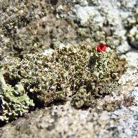 Cladonia macilenta image