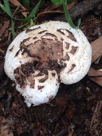 Chlorophyllum brunneum image