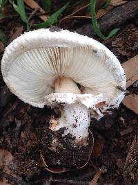 Chlorophyllum brunneum image