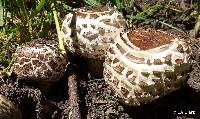 Chlorophyllum brunneum image