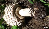 Chlorophyllum brunneum image