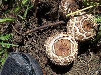 Chlorophyllum brunneum image