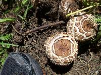 Chlorophyllum brunneum image