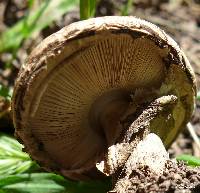 Chlorophyllum brunneum image