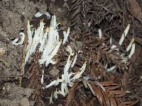 Clavaria fragilis image