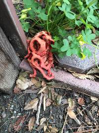 Clathrus ruber image