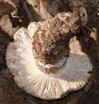 Amanita novinupta image