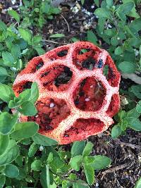 Clathrus ruber image