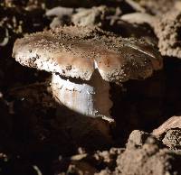 Amanita novinupta image