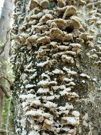 Schizophyllum commune image