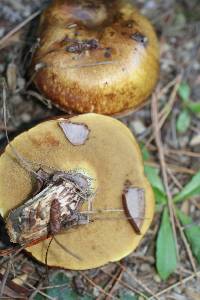 Suillus luteus image