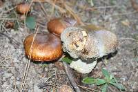 Suillus luteus image