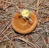 Chalciporus piperatus image