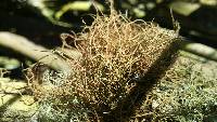 Usnea rubicunda image