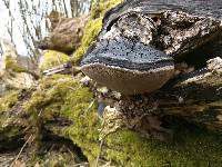 Phellinus igniarius image