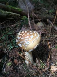 Amanita muscaria image