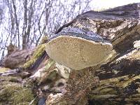 Phellinus igniarius image